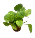 4" Pothos Global Green